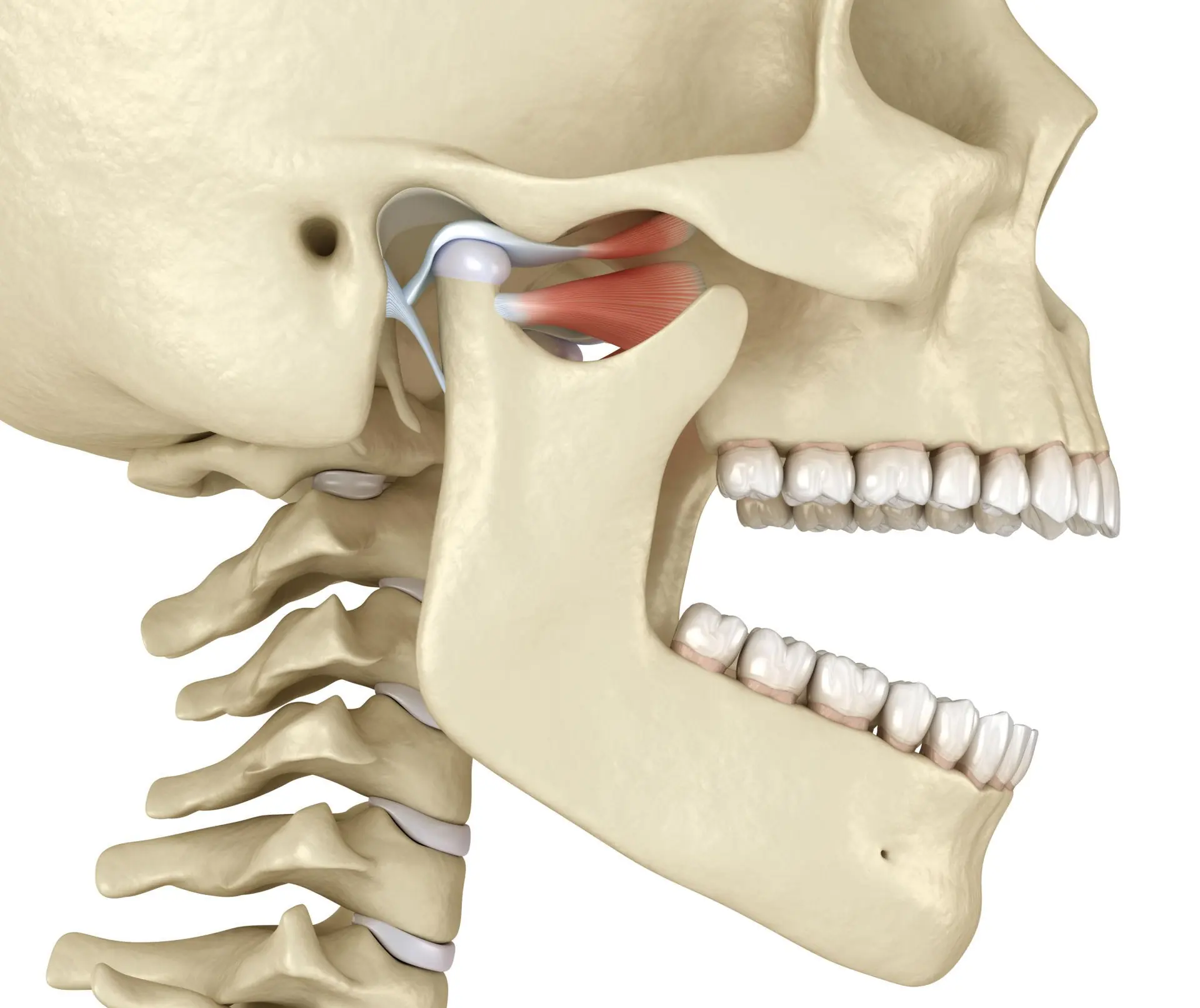 Anatomía de la articulación temporomandibular (ATM)